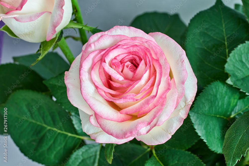 Naklejka premium white rose with red and pink edges on a gray background