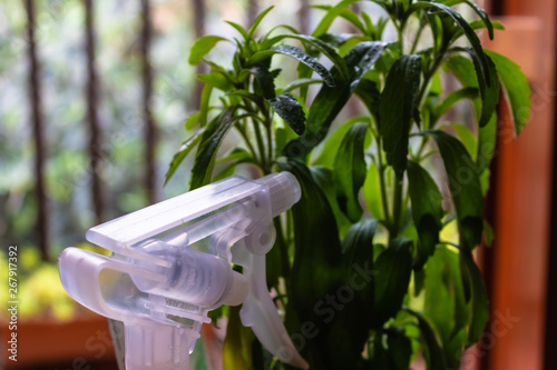 Closeup of pulverizer standing near stevia plant - Image