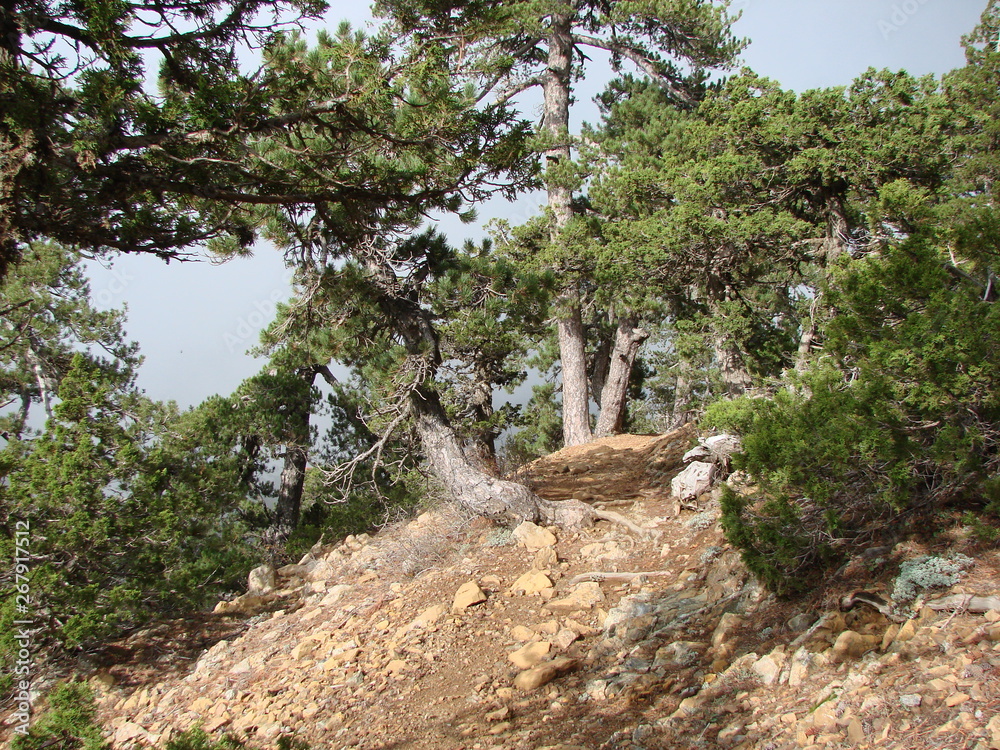 A view from the bottom of the rocky surface of the top of the mountain range, which strongly holds alpine trees on the background of the cloudy sky.