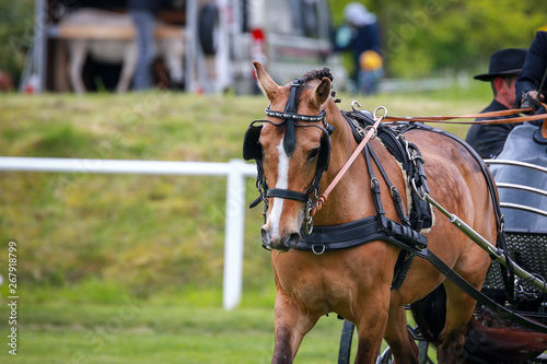 Horse ponies (coach horses) hooked in front of the coach in a driving competition.. © RD-Fotografie