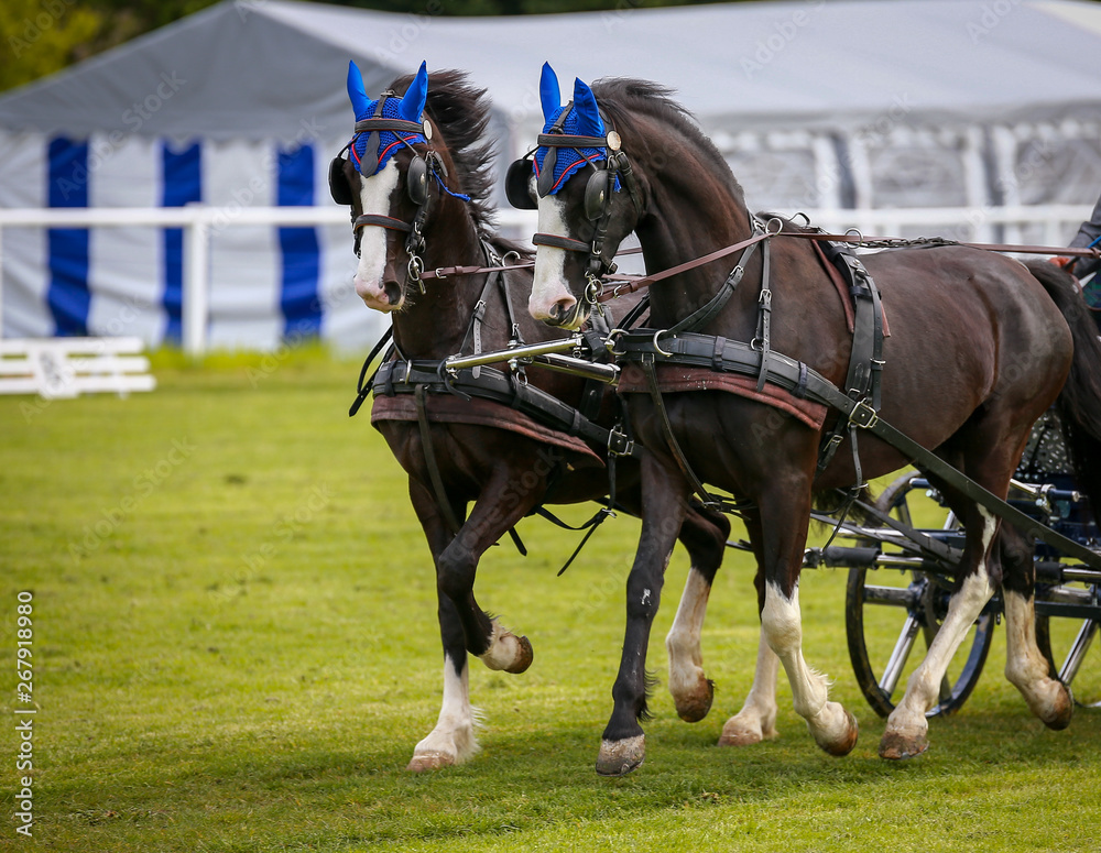 Horse ponies (coach horses) hooked in front of the coach in a driving competition.. Horse ponies (coach horses) hooked in front of the coach in a driving competition..