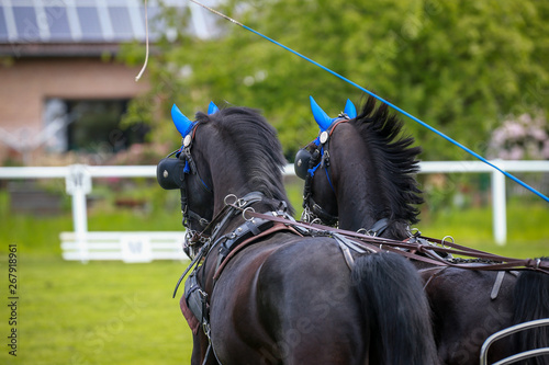 Foto Horse ponies (coach horses) hooked in front of the coach in a driving competition