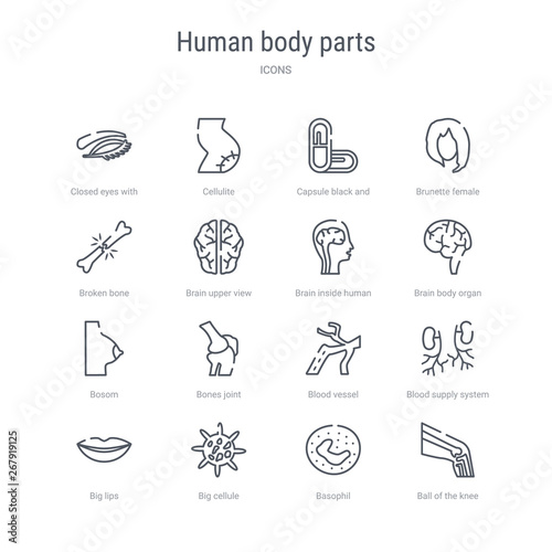 set of 16 human body parts concept vector line icons such as ball of the knee, basophil, big cellule, big lips, blood supply system, blood vessel, bones joint, bosom. 64x64 thin stroke icons