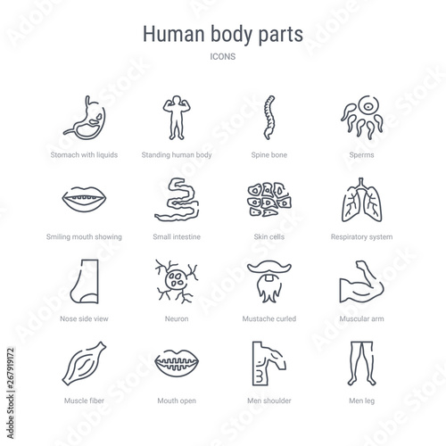 set of 16 human body parts concept vector line icons such as men leg, men shoulder, mouth open, muscle fiber, muscular arm, mustache curled tip variant, neuron, nose side view. 64x64 thin stroke photo