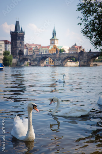 View of the Charles Bridge, Swans on the Vltava River