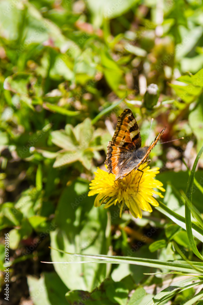 Fototapeta premium beautiful butterfly on a dandelion flower