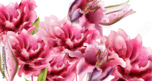Pink lily flowers Vector watercolor. Summer floral backgrounds