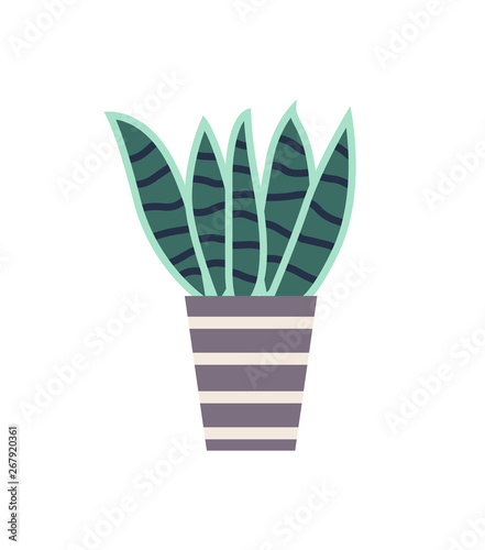 Plant of special type sansevieria vector, isolated haworthia in flowerpot with stripes, home decoration, interior making botany. Foliage long leaves