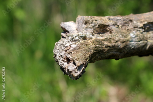 Broken old tree log jagged edge surrounded with green leaves background in local garden on warm sunny spring day