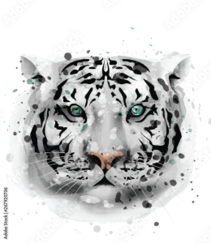 White Tiger vector watercolor. Wildlife annimal front view illustrations