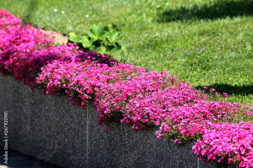 Creeping phlox or Phlox stolonifera or Moss phlox herbaceous stoloniferous perennial plant growing as creeping plant on edge of concrete wall surrounded with freshly cut grass on warm sunny spring day photo