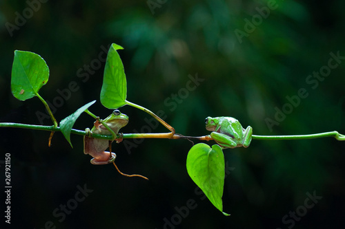 macro closeup of two green forest tree frog hanging on a branch