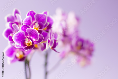 Beautiful purple orchid flowers on light purple background - text space