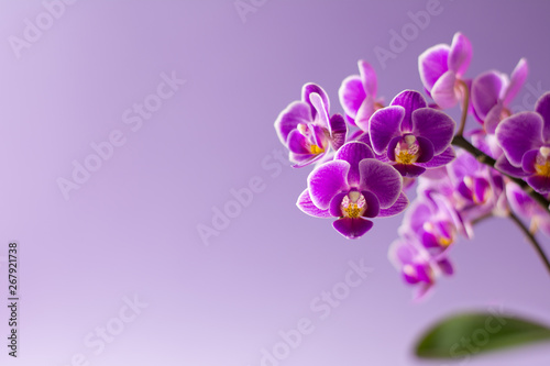 Beautiful purple orchid flowers with one green leaf on light purple background - text space