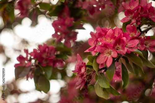 Apple tree in bloom   bright pink flowers  bokeh.