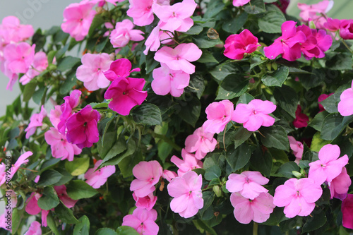 Impatiens in shades of pink photo
