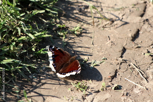 Mourning cloak or Nymphalis antiopa or Camberwell beauty large unique butterfly with dark brown wings and pale yellow edges surrounded with uncut grass and dry soil on warm sunny spring day photo