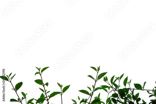 Young tropical plant growing in a fence garden on white isolated background for green foliage backdrop 