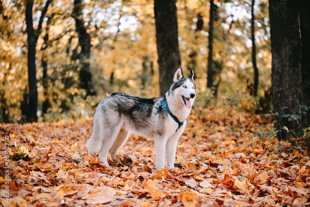 Obraz premium Husky dog in autumn park