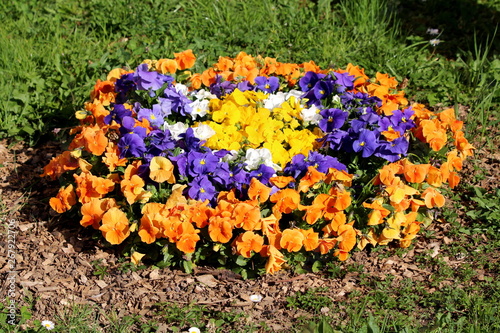 Orange blue white and yellow Wild pansy or Viola tricolor or Johnny jump up or Heartsease or Hearts ease or Hearts delight or Tickle my fancy or Jack jump up and kiss me or Come and cuddle me photo