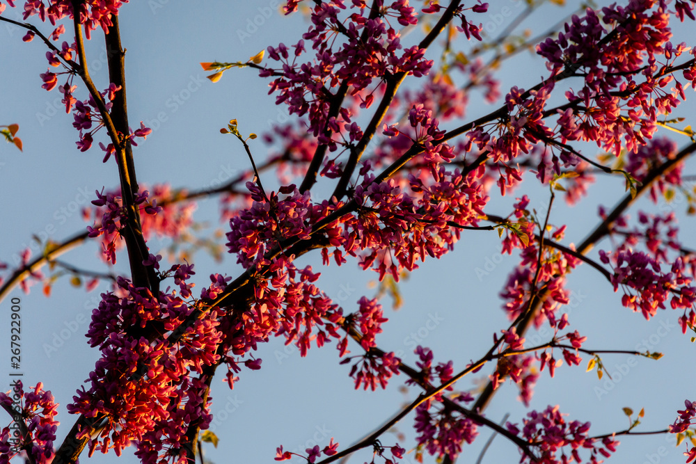 Purple flowers of Eastern Redbud or Eastern Redbud Cercis canadensis in tsun at sunset. Close-up. Selective focus. Concept of nature of North Caucasus for design. Purple flowers of Eastern Redbud or Eastern Redbud Cercis canadensis in tsun at sunset. Close-up. Selective focus. Concept of nature of North Caucasus for design.