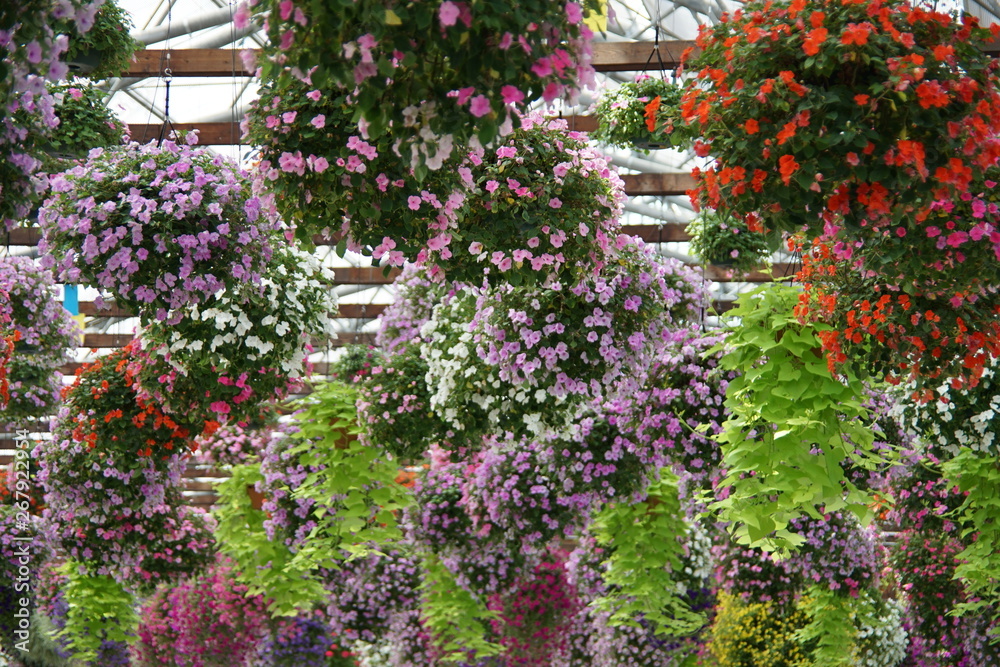 Fototapeta premium 天井から吊るされた花