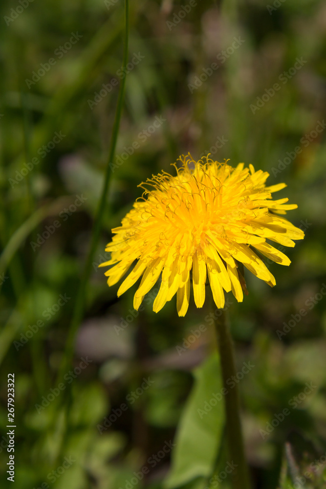 beautiful dandelion flower in the grass beautiful dandelion flower in the grass