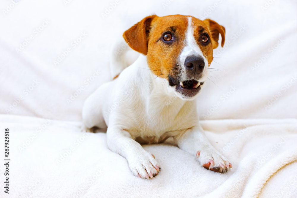 young jack russell terrier barks on a white bedspread young jack russell terrier barks on a white bedspread