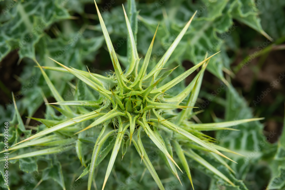 Milk Thistle Flower Head in Springtime Milk Thistle Flower Head in Springtime