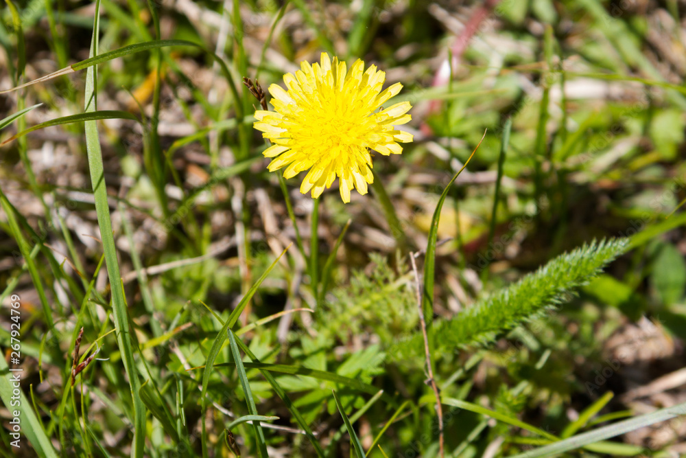 beautiful dandelion flower in the grass beautiful dandelion flower in the grass