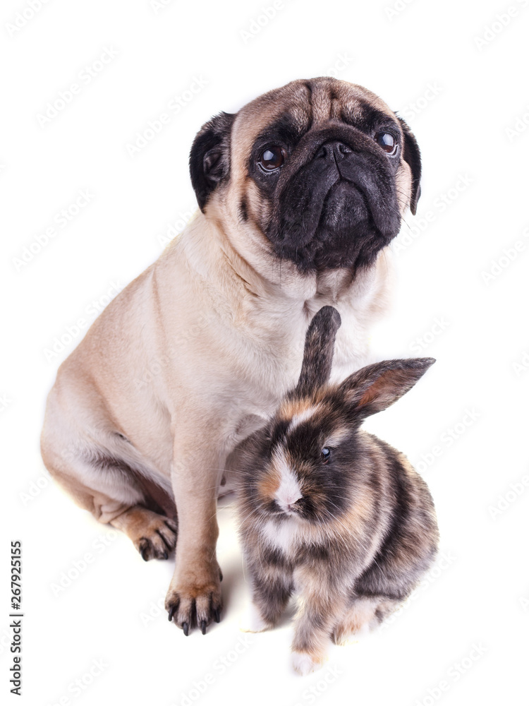 Obraz premium Dog pug and tricolor rabbit on white background