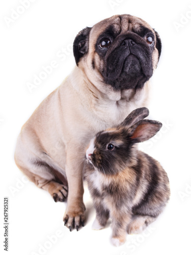 Dog pug and tricolor rabbit on white background