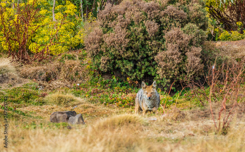 Simien Wolf (Canis simensis) in Bale Mountains photo