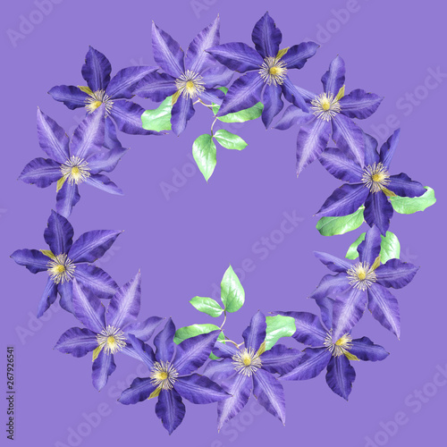 Beautiful floral circle of clematis. Isolated 