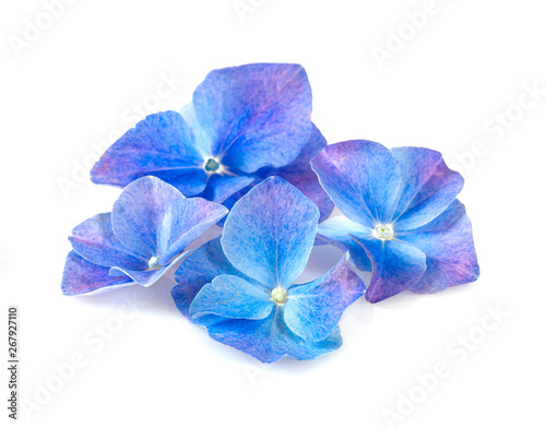 blue hydrangea flower isolated on white