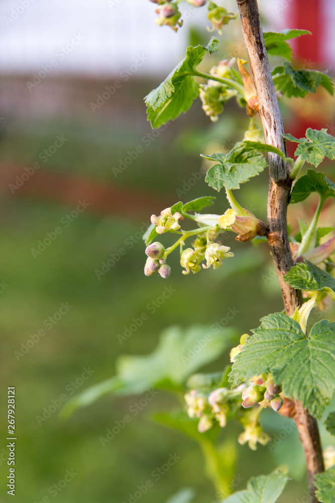 Flowering currant Bush with small flowers and green leaves in the garden in spring Flowering currant Bush with small flowers and green leaves in the garden in spring