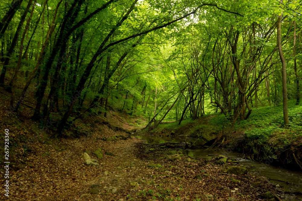 Obraz premium A small river deep in the green forests of Bulgaria in spring rainy day.