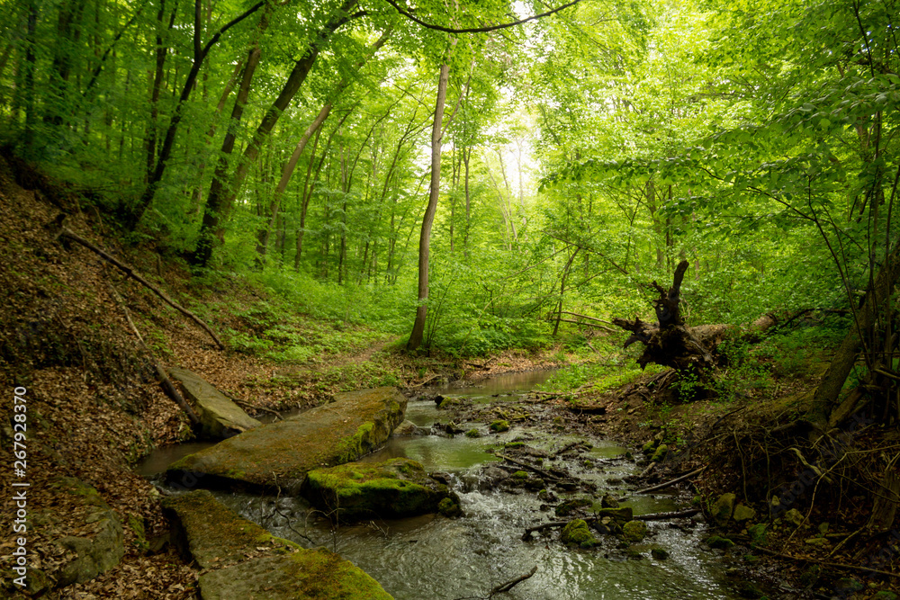 A small river deep in the green forests of Bulgaria in spring rainy day. A small river deep in the green forests of Bulgaria in spring rainy day.