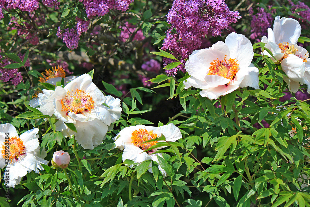 spring flowering spring flowering