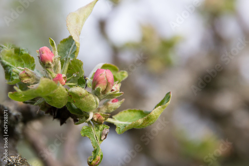 Apple blossoms and buds close up in spring