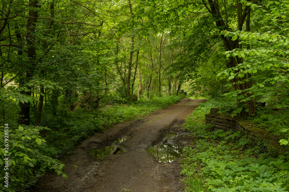 Fototapeta premium Path in spring green dense forest in rainy day.