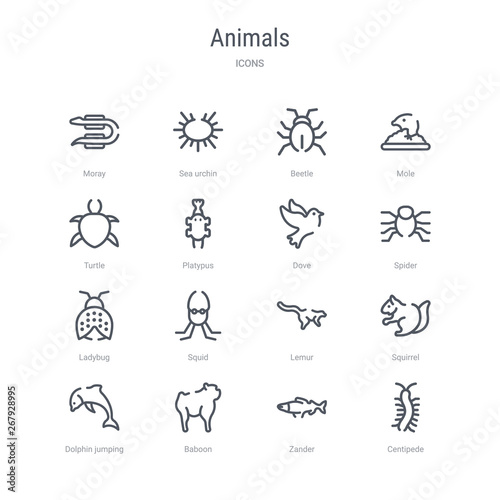 set of 16 animals concept vector line icons such as centipede, zander, baboon, dolphin jumping, squirrel, lemur, squid, ladybug. 64x64 thin stroke icons