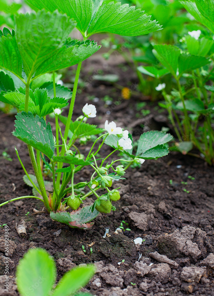 Unripe strawberries are growing on a branch Unripe strawberries are growing on a branch