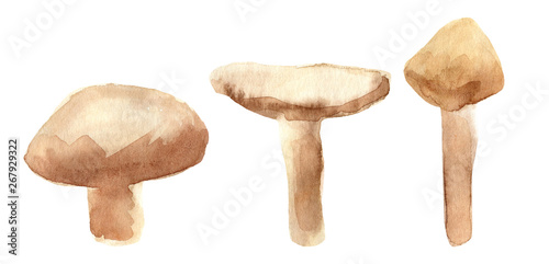 Hand painted watercolor mushroom clipart. Isolated on white background. Watercolor hand drawn illustration for logo