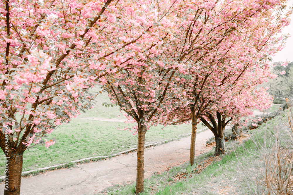 Fototapeta premium blooming pink sakura trees in spring