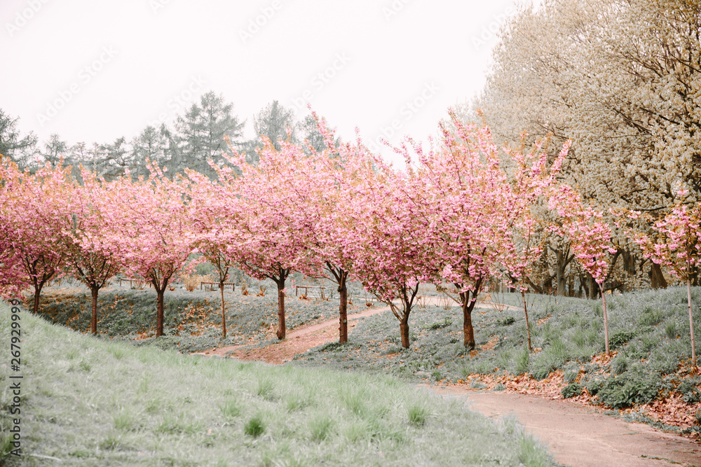 Fototapeta premium blooming pink sakura trees in spring