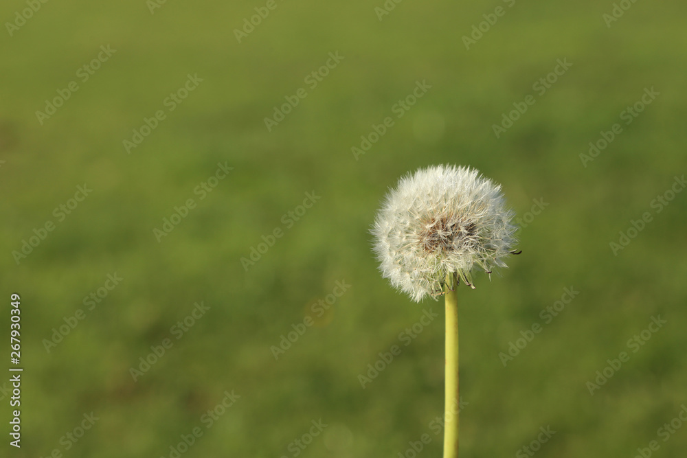 Puffy dandilion seeds ready to spread on green blurred background.