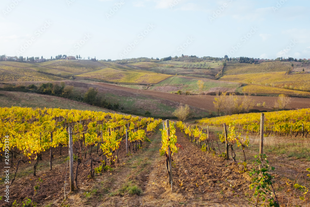 Weinanbau in der Toskana
