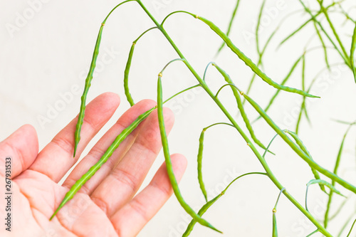 Developed seed pods maturing on stems of an organic heirloom Tuscan kale, edible plant growing in a pot on a balcony as a part of family urban gardening project on a spring summer day in Italy