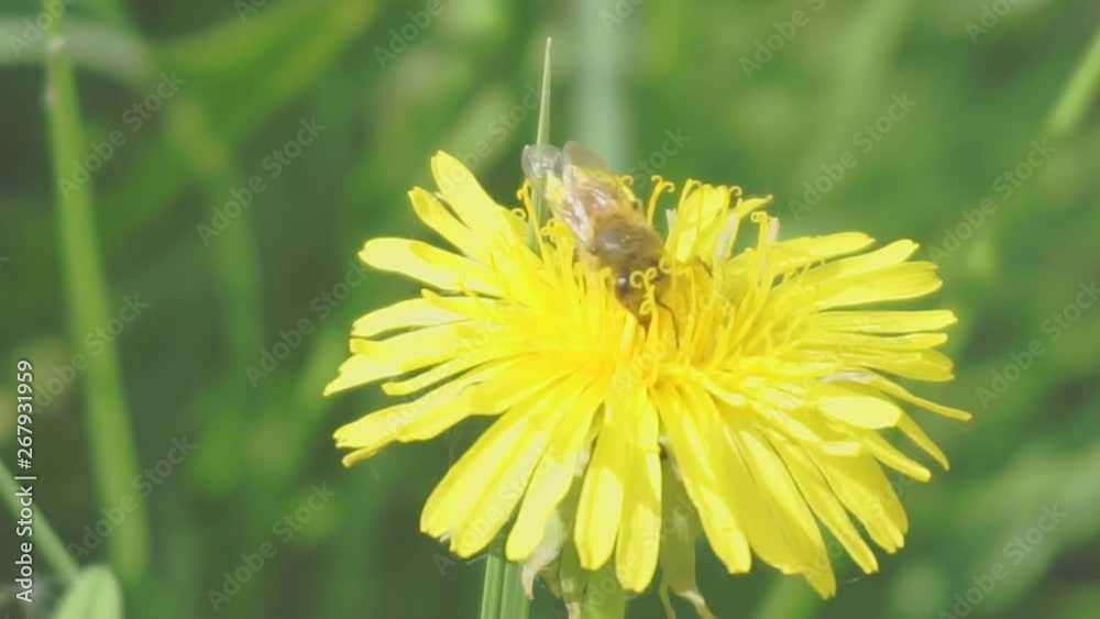 spring time.bee on a yellow dandelion flower.close-up.
